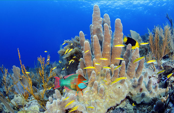 Programa de Monitoreo Arrecifes de Coral RD