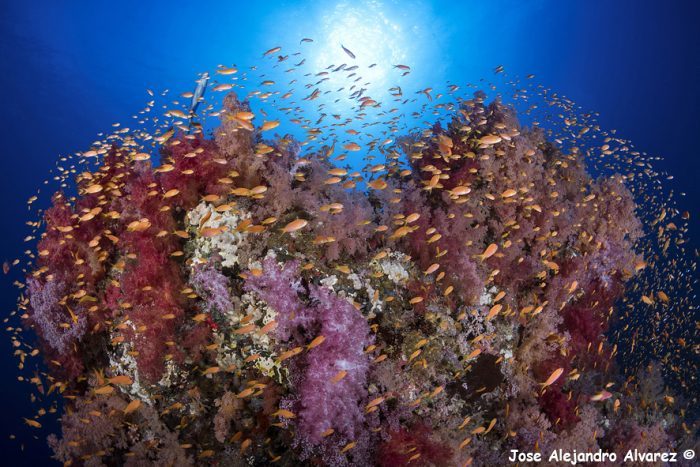 Reef Check RD, la Fundación Propagas y la RAD inauguran exposición fotográfica “Arrecife: un mundo de vida y color bajo el mar’’, en el marco del año internacional del arrecife