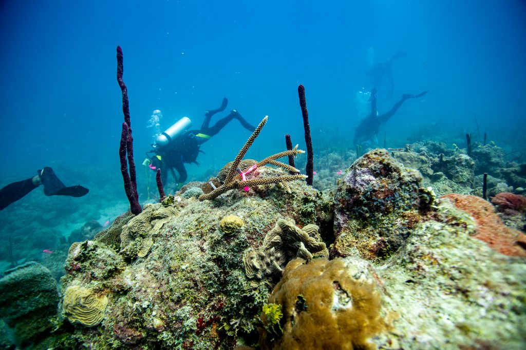 CORALMANIA 2019: EVENTO DE TRASPLANTE MASIVO DE CORALES EN BAYAHIBE