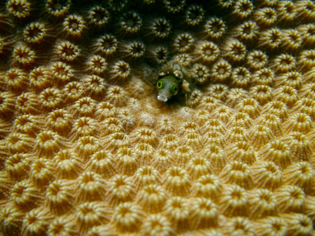 Condición y manejo de los arrecifes de coral en las Áreas Marinas Protegidas del Sureste de la República Dominicana