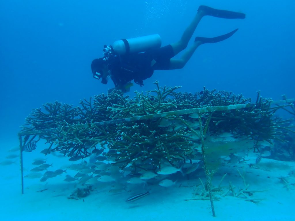 Mejoran el manejo de vi­ve­ros de coral sub­ma­ri­nos en Re­pú­bli­ca Do­mi­ni­ca­na