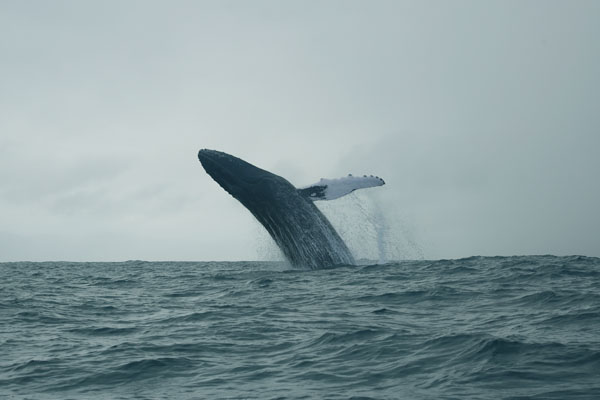 Los bosques de manglar y las ballenas jorobadas