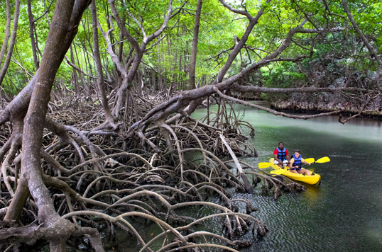 Descubre la diversidad de ecosistemas de Samaná